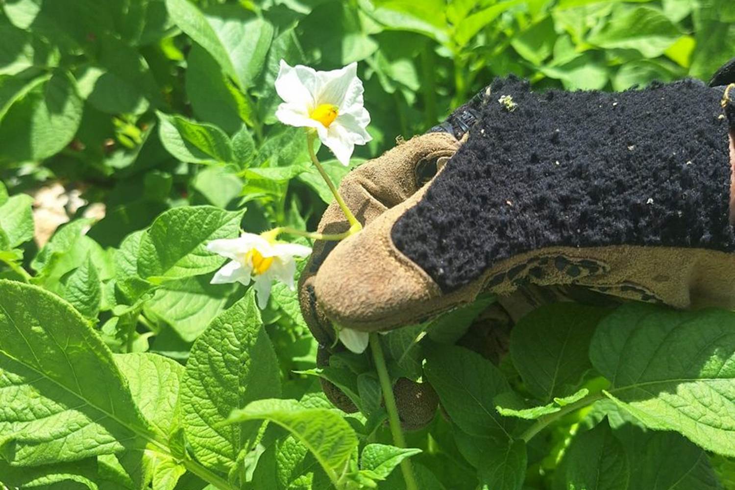 Verger et potager bio