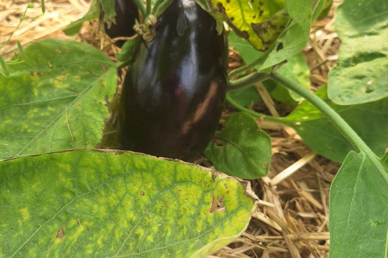 Verger et potager bio