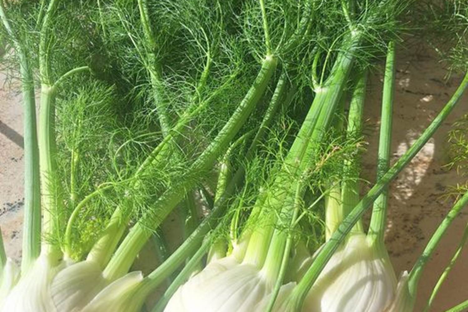 Verger et potager bio