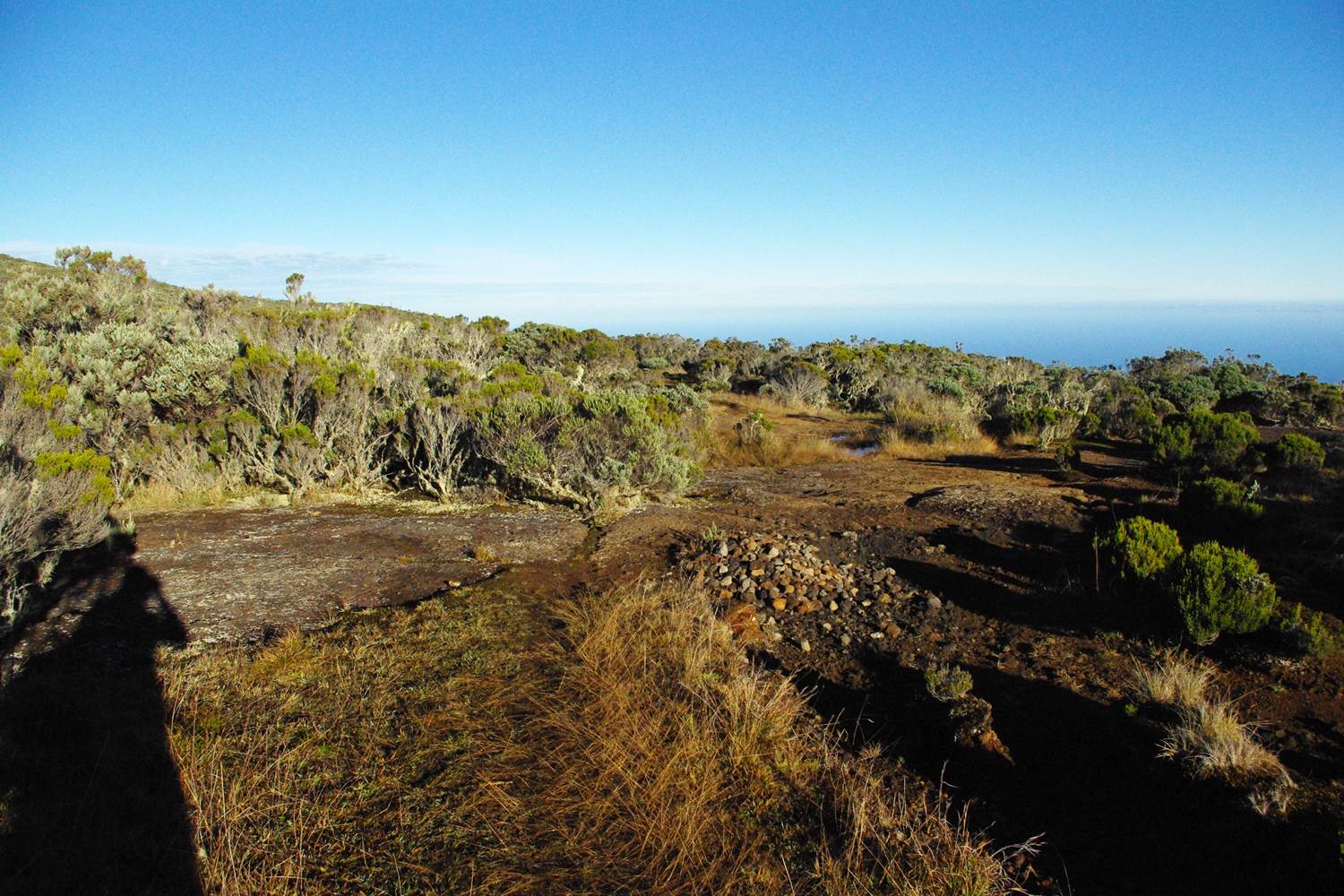 Forêt d'altitude Plaine des Chicots