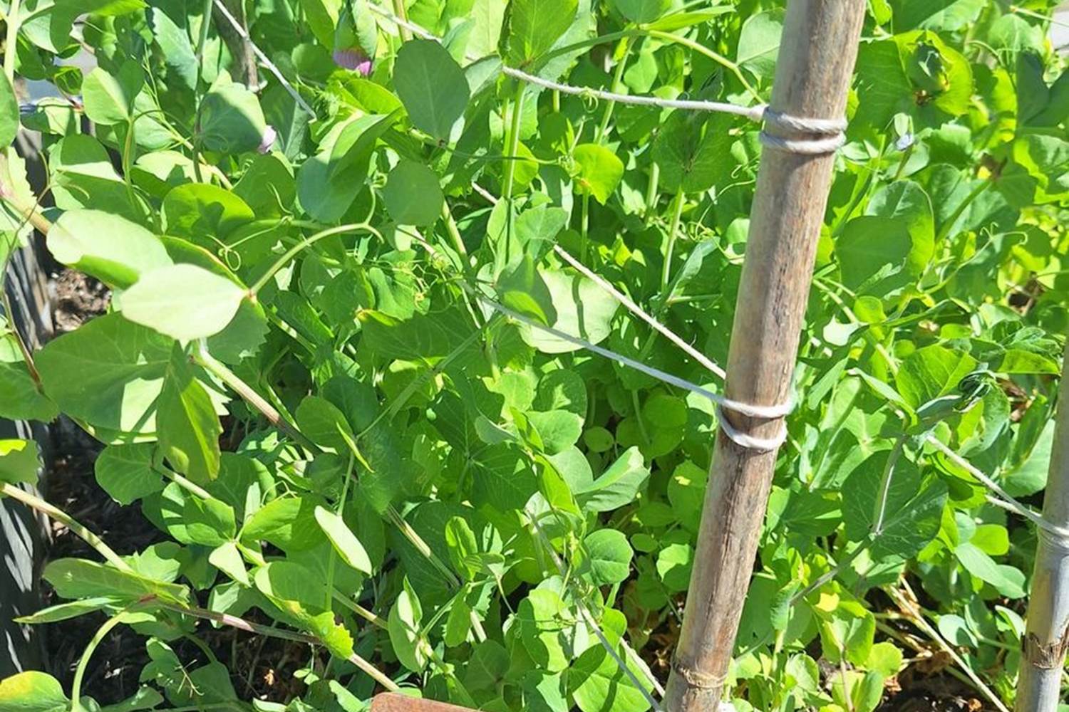 Verger et potager bio