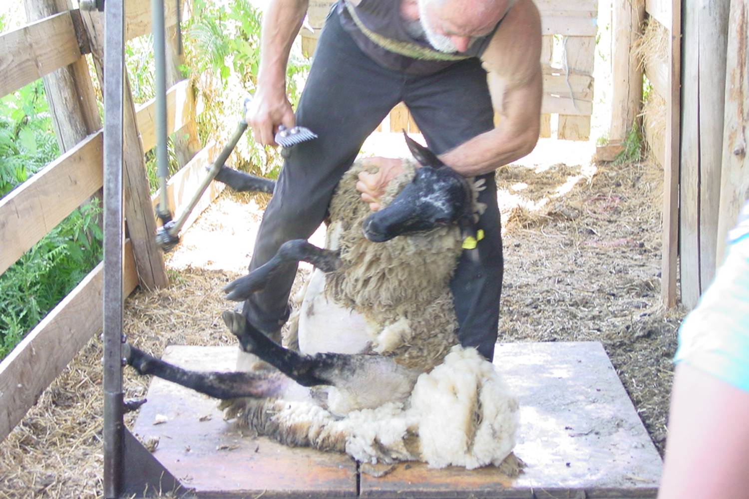 tonte des brebis, schapen scheren