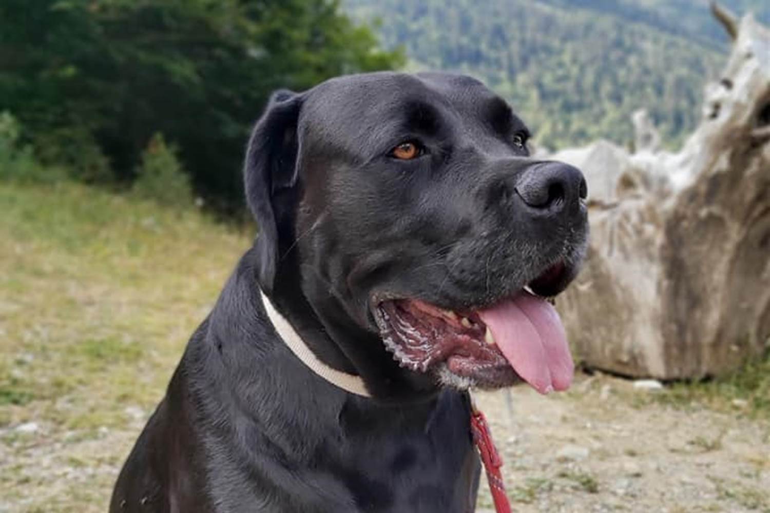 randos-avec-chien-montagne-Pyrénées
