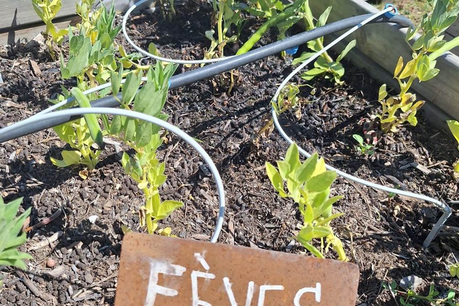 Verger et potager bio