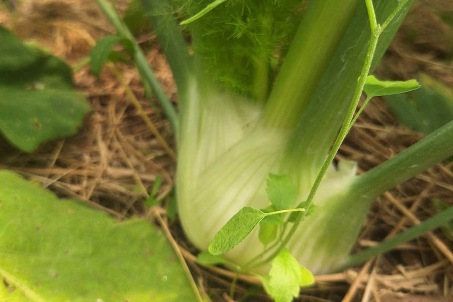 Verger et potager bio