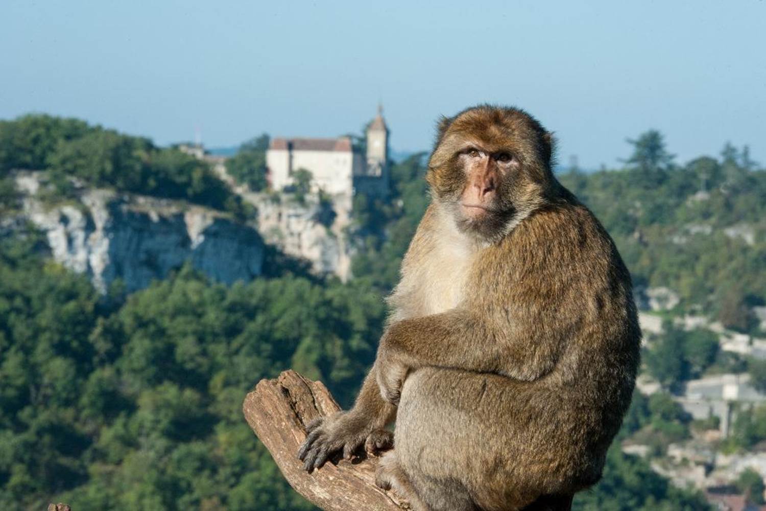 la_foret_des_singes_de_rocamadour_04624000_095624282