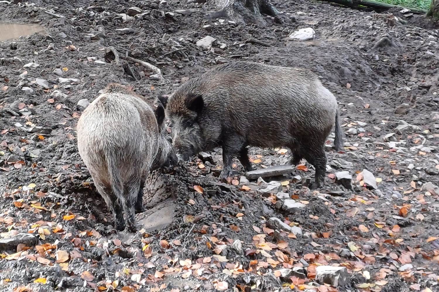 Parc Forestia - les sangliers