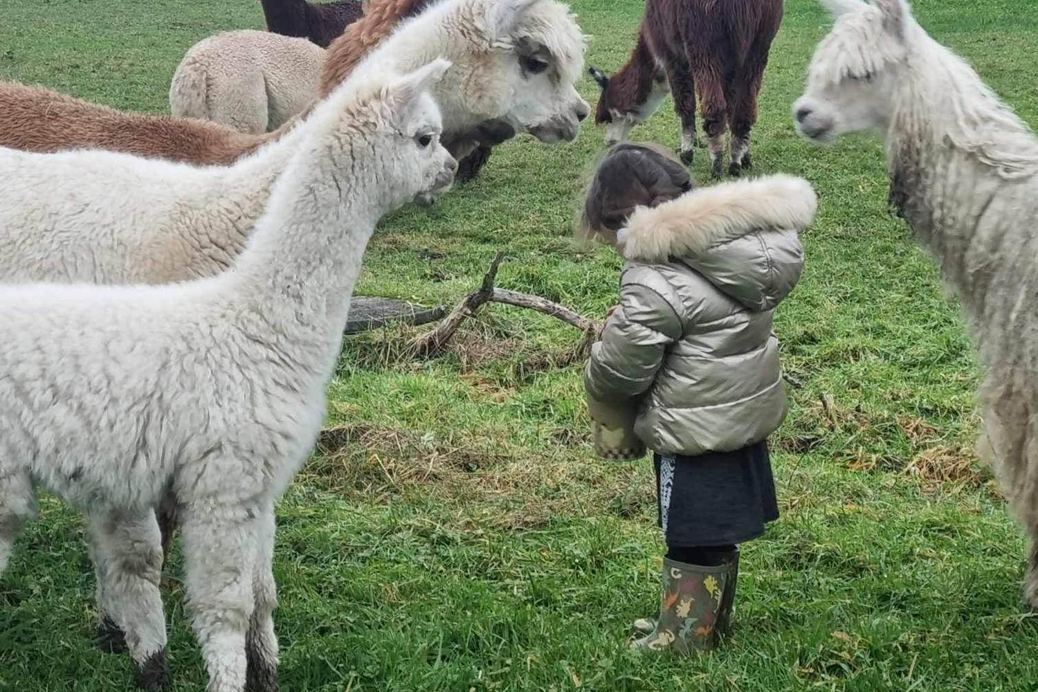 Les Alpagas du Wayai