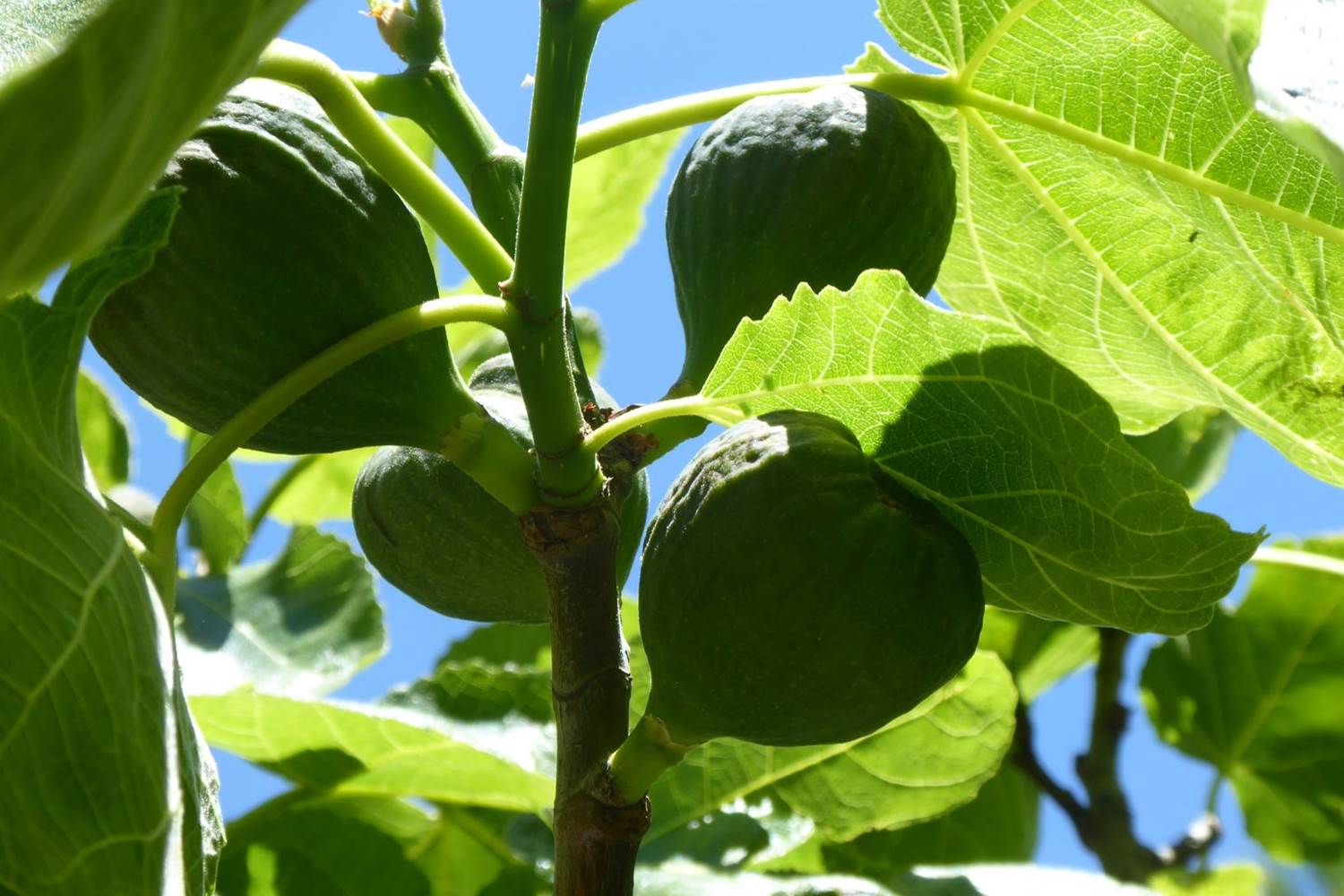 Figues du jardin