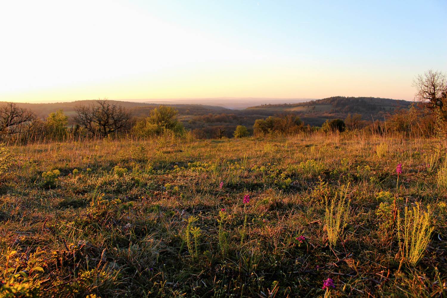 Causse et orchidées pyramidales OTGF LBerton