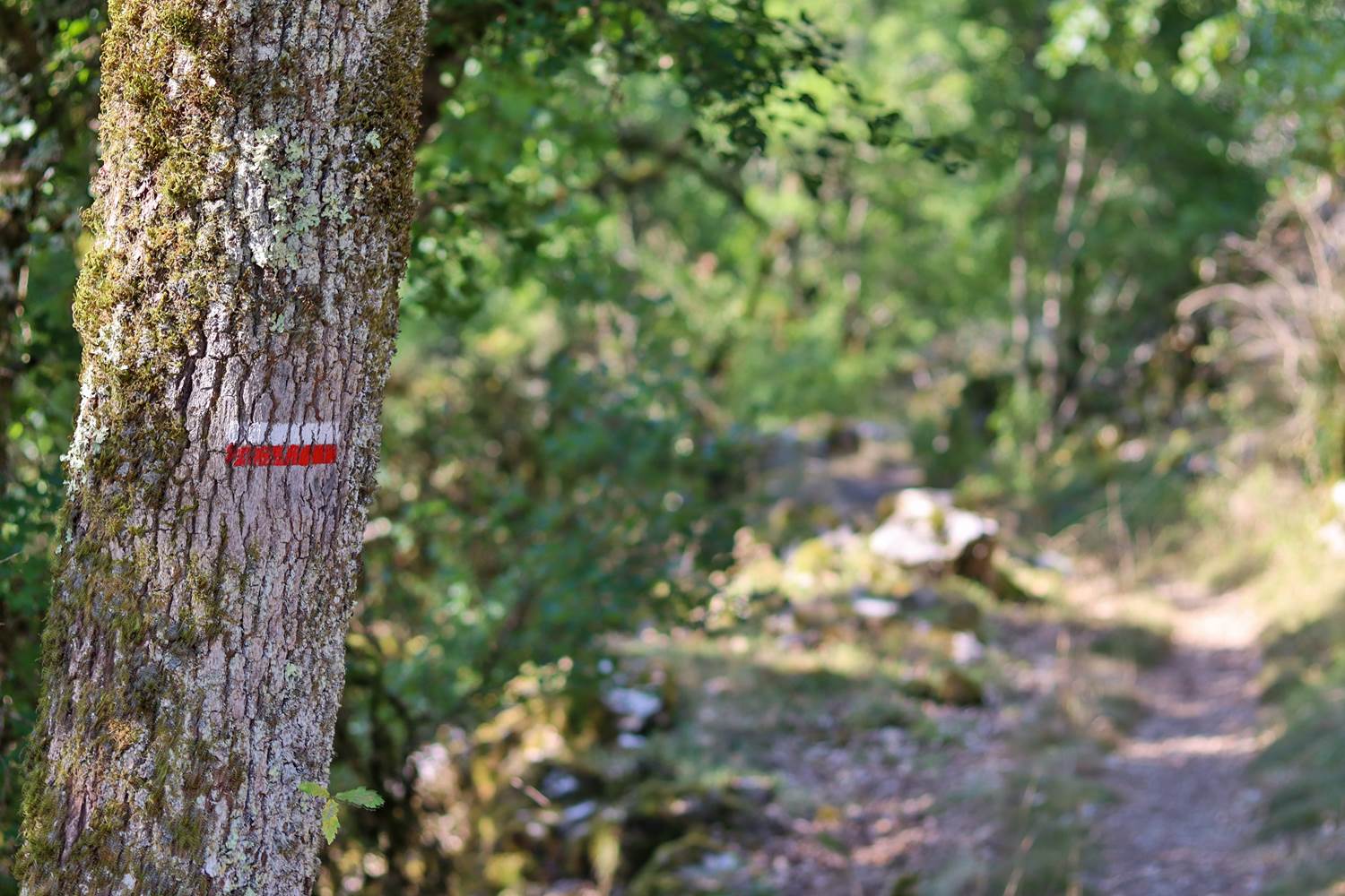 Sur le GR Lot Tourisme- C