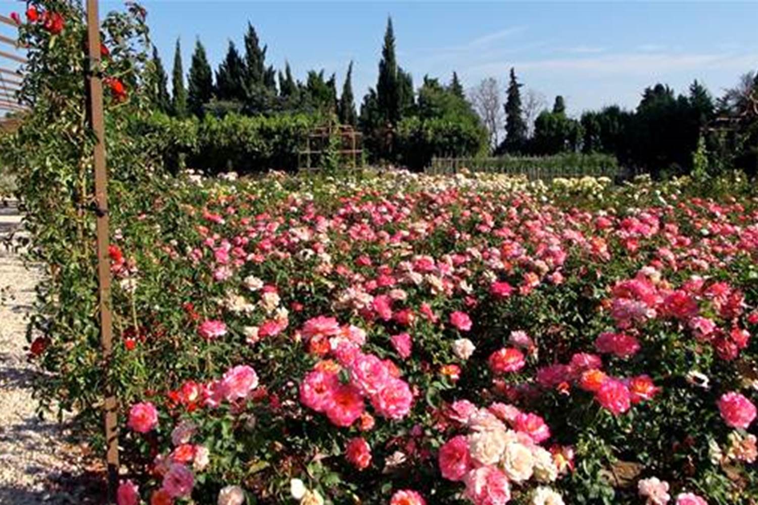 roseraie de la maison