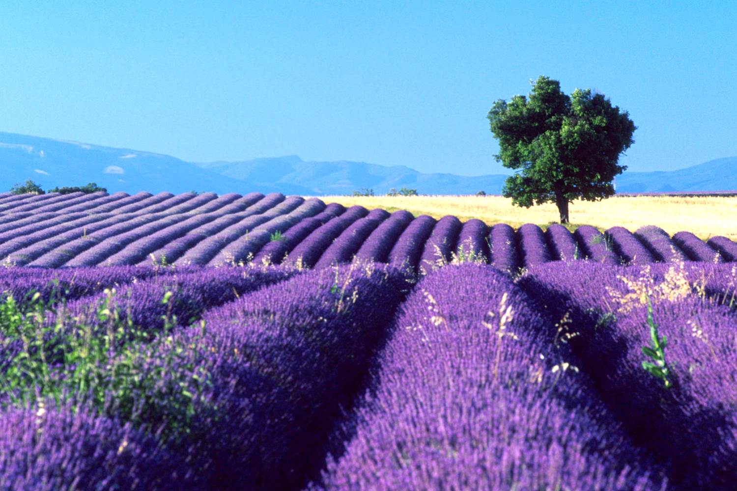 Champs de lavende, Lavender fields, Lavendelfelder,