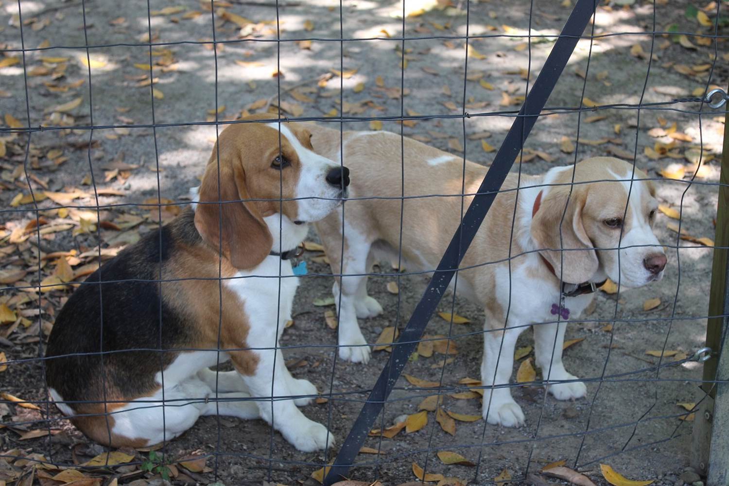 beagles