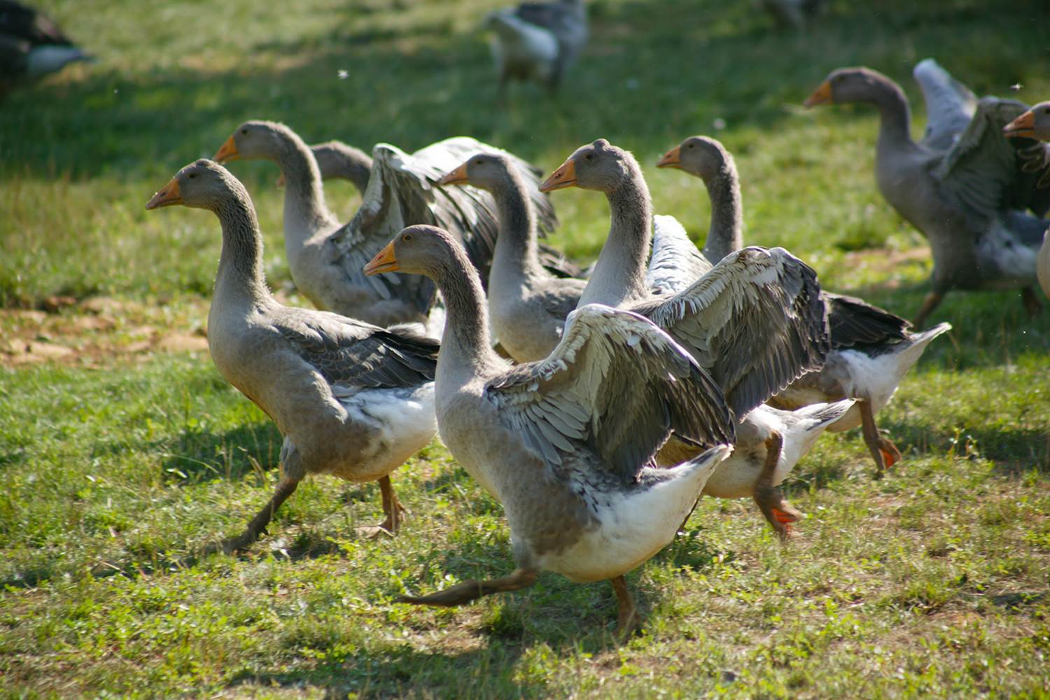 Ferme de Combeternergue