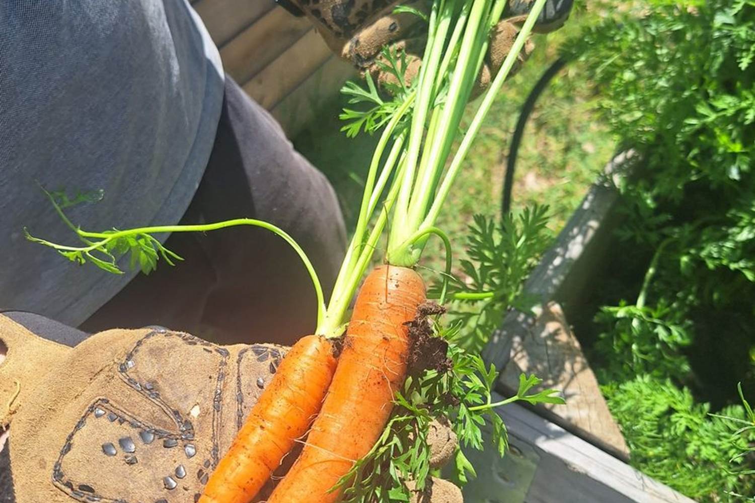 Verger et potager bio