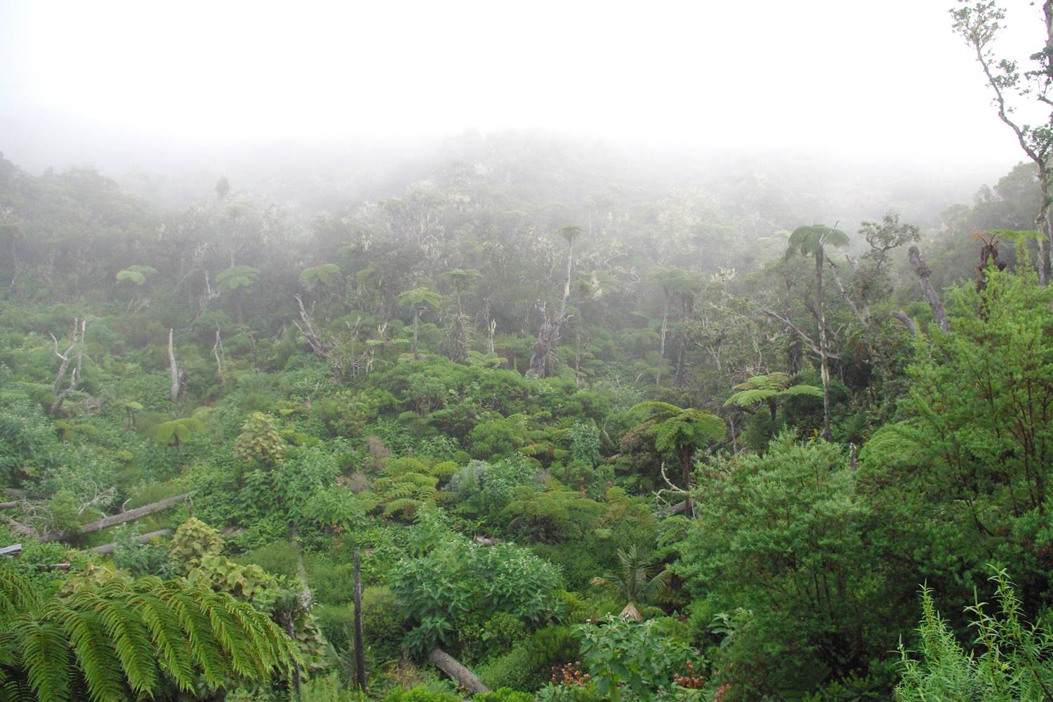 Forêt de la Plaine des Chicots