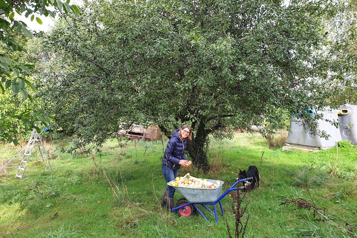 cueillette des pommes