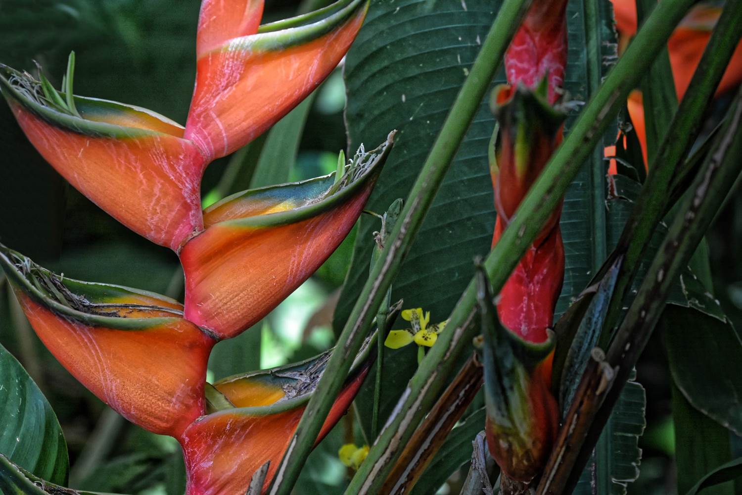 Gite_Rural_Flane_Capesterre_Belle_Eau_Guadeloupe_Basse_Terre