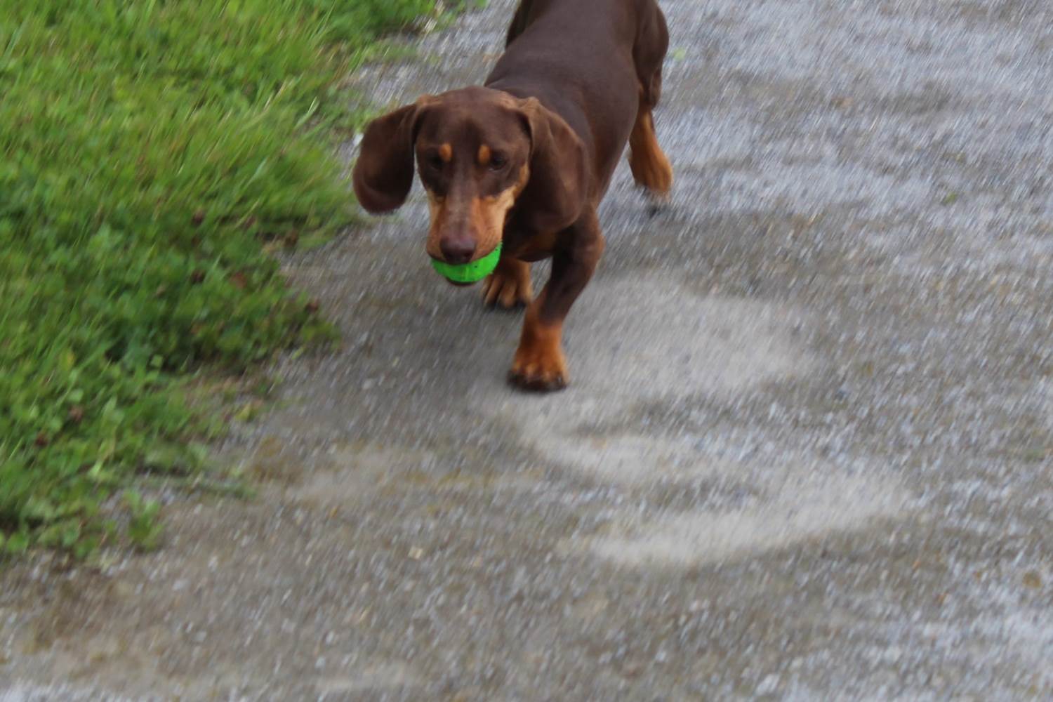 dogfriendly-petfriendly