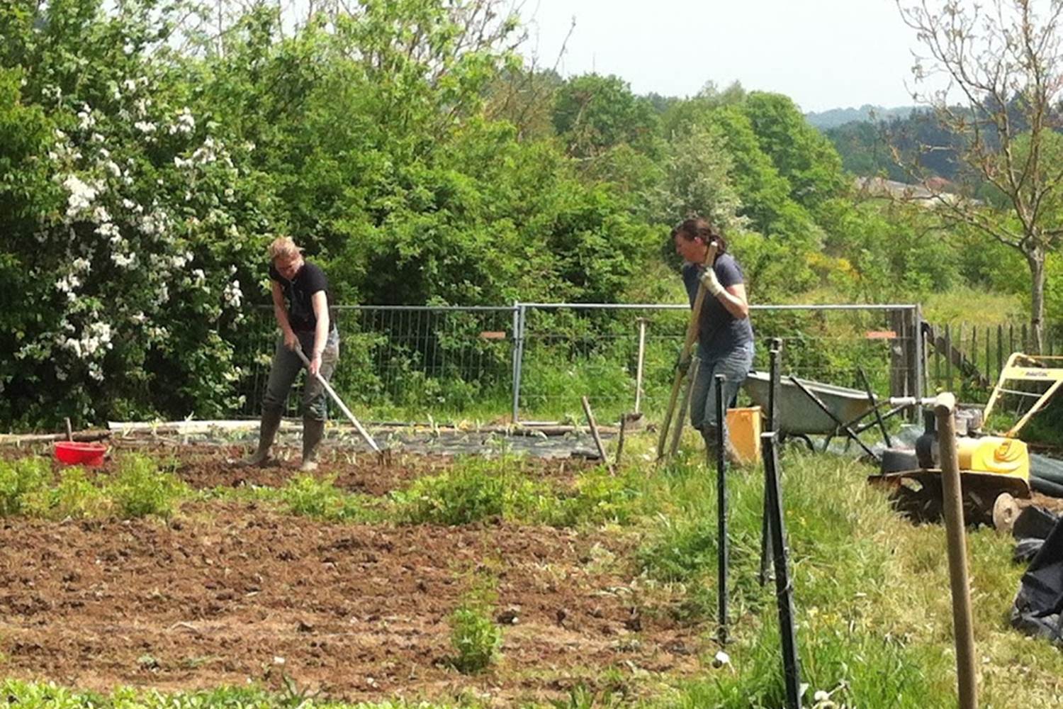 travail au potager