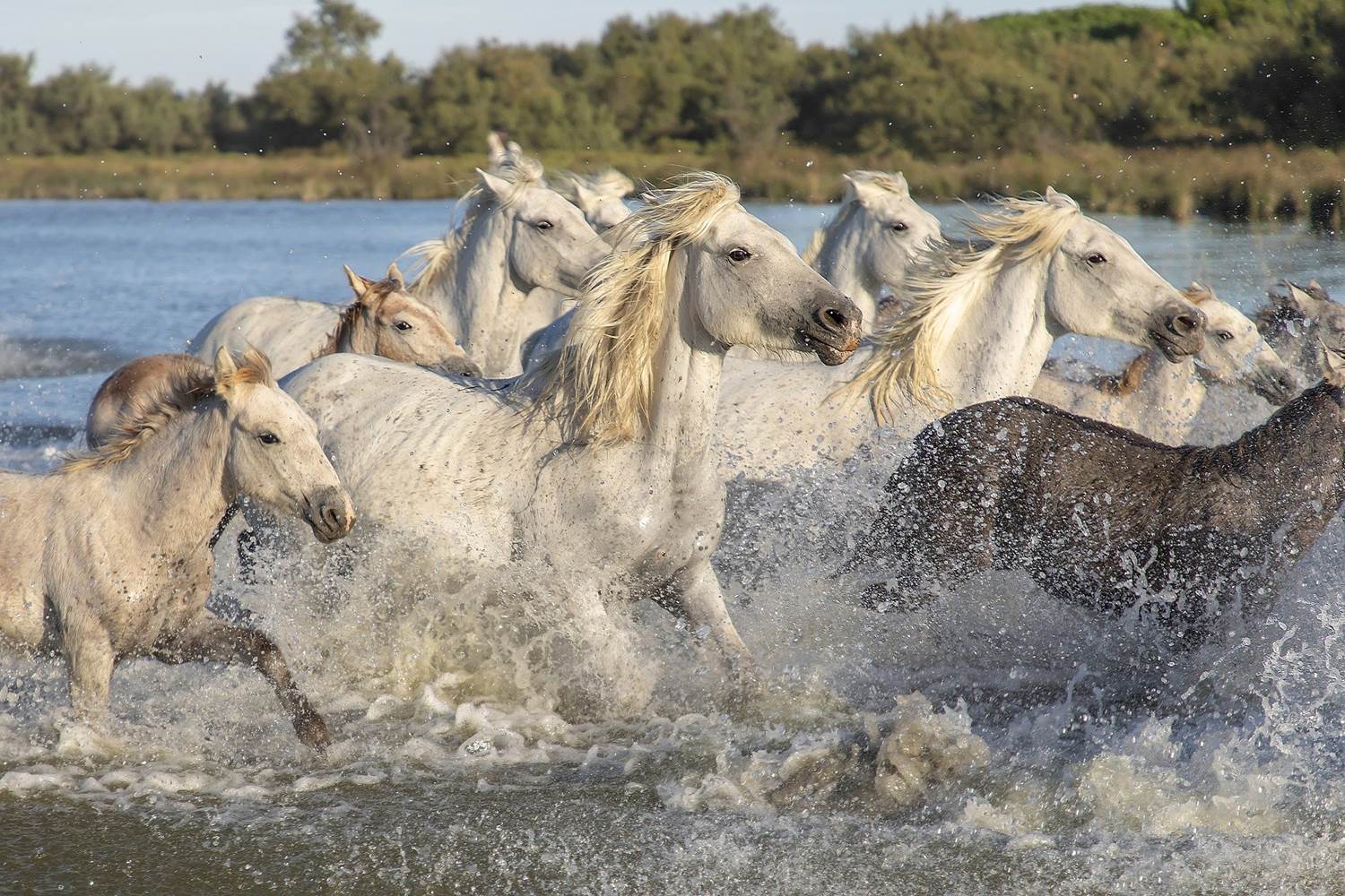 La Camargue