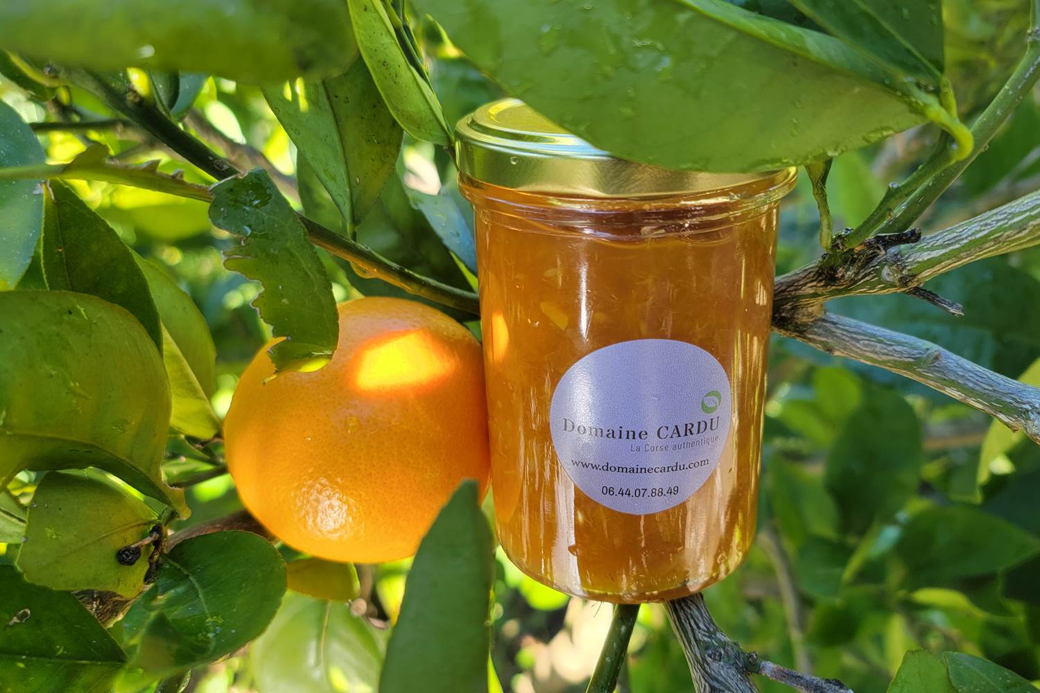 Pot de confiture artisanale orange et gingembre, préparée avec les fruits du jardin au Domaine Cardu.