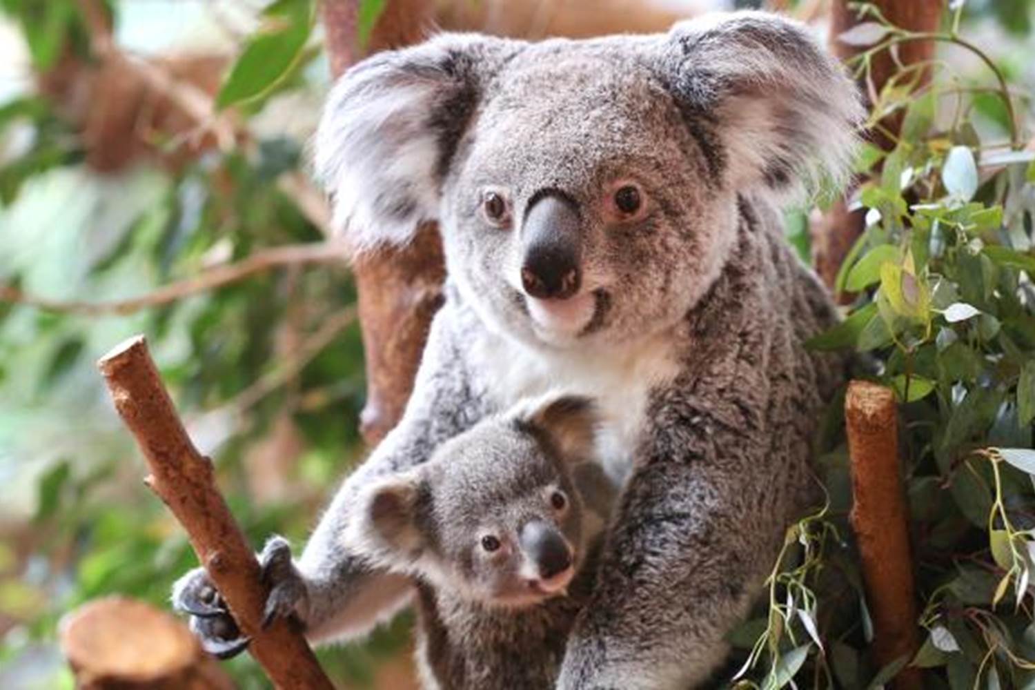 Koalas