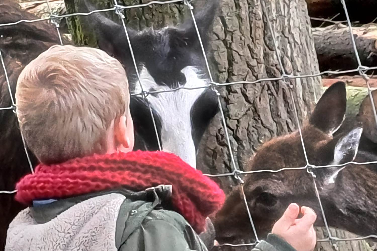 Parc Forestia - les lamas