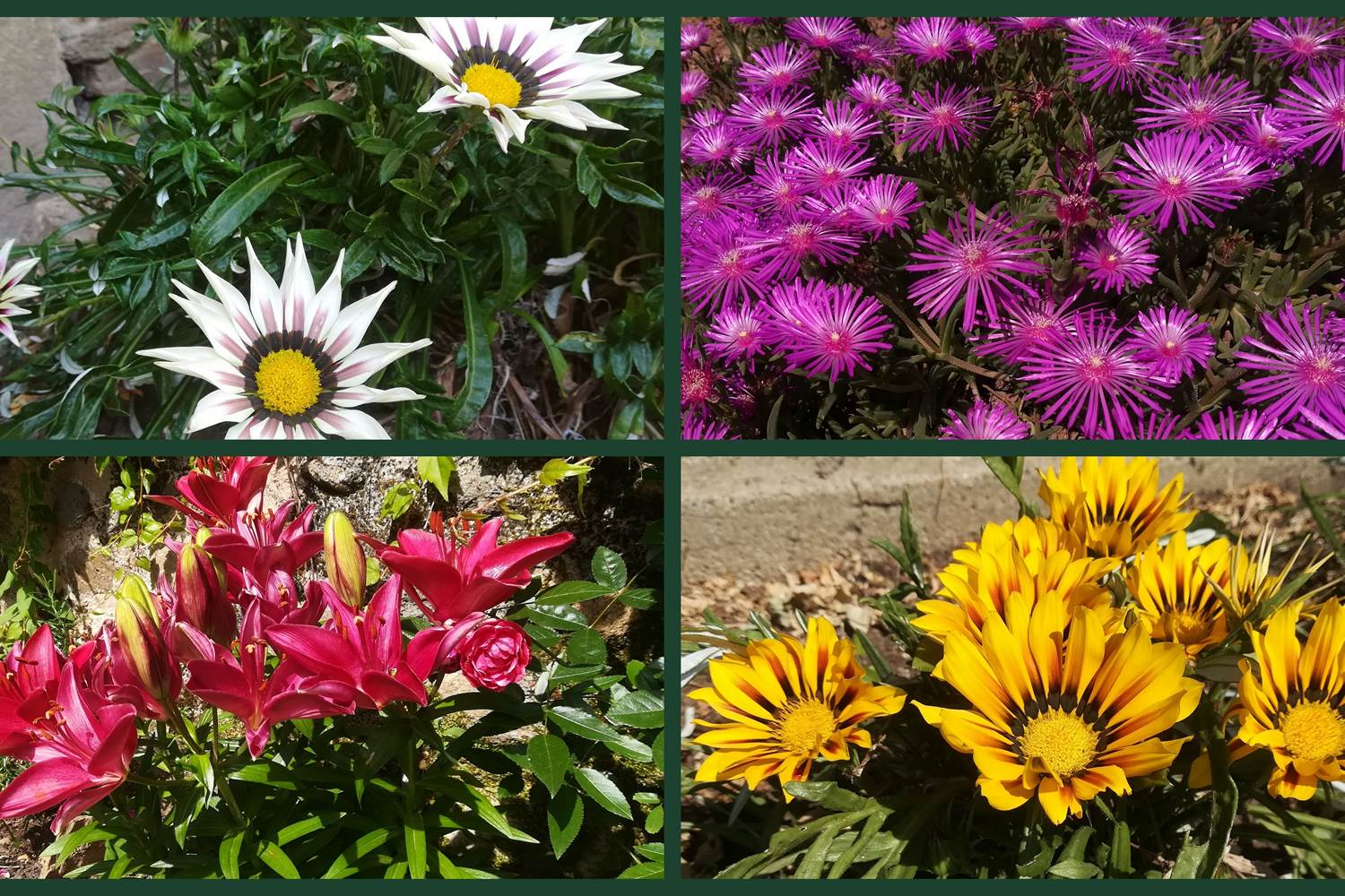 explosion de couleurs au jardin !