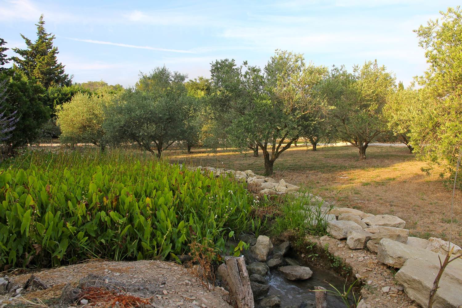 oliviers-domaine-bio-alpilles