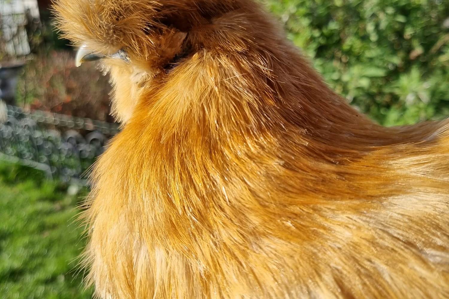 Ne suis-je pas belle?