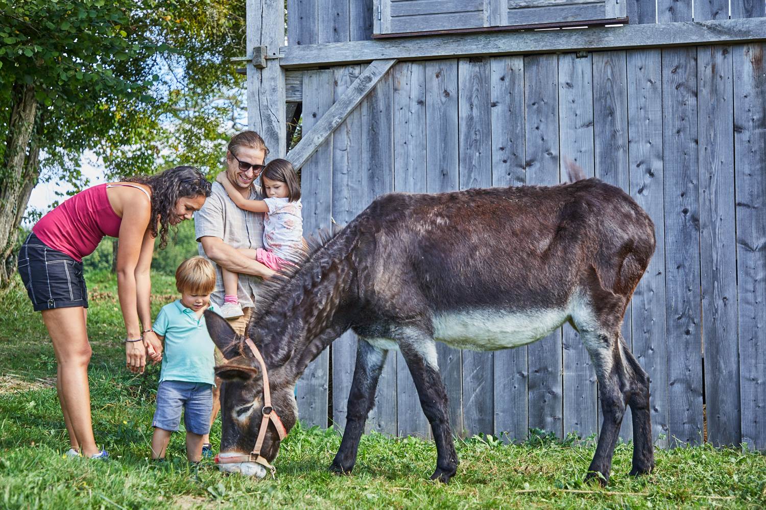 camping avec ane  à la ferme en nouvelle aquitaine