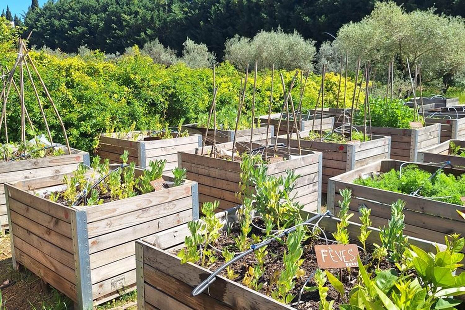 Verger et potager bio