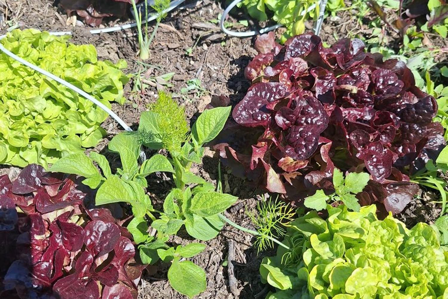 Verger et potager bio