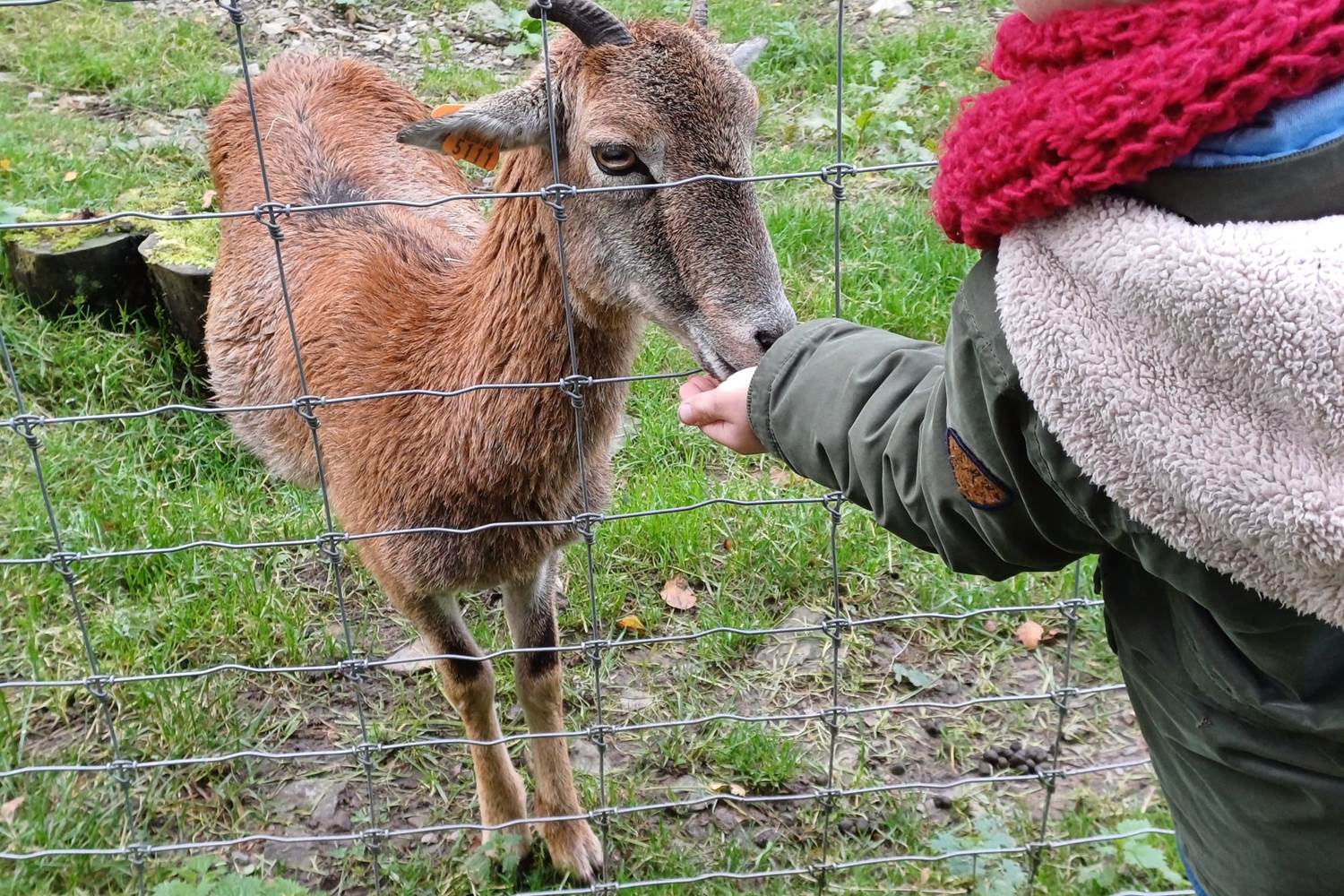 Parc Forestia - les chèvres