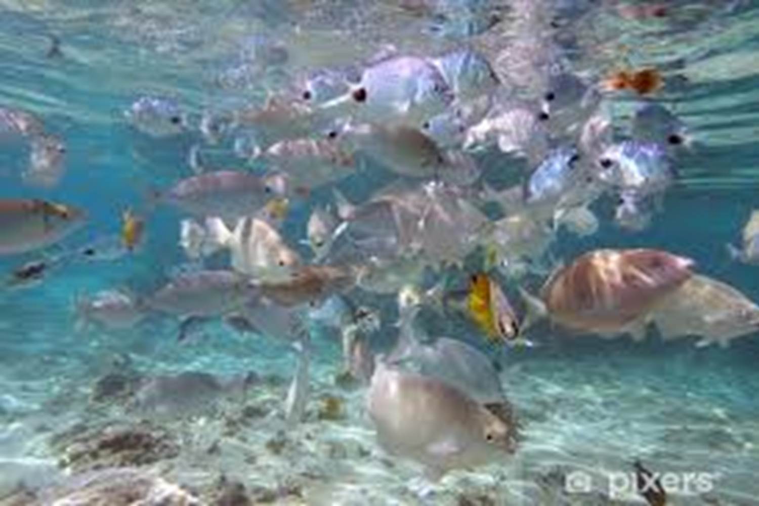 Poissons dans le lagon