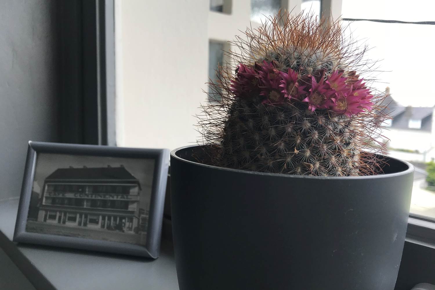 cactus fleuri avec photo du continental