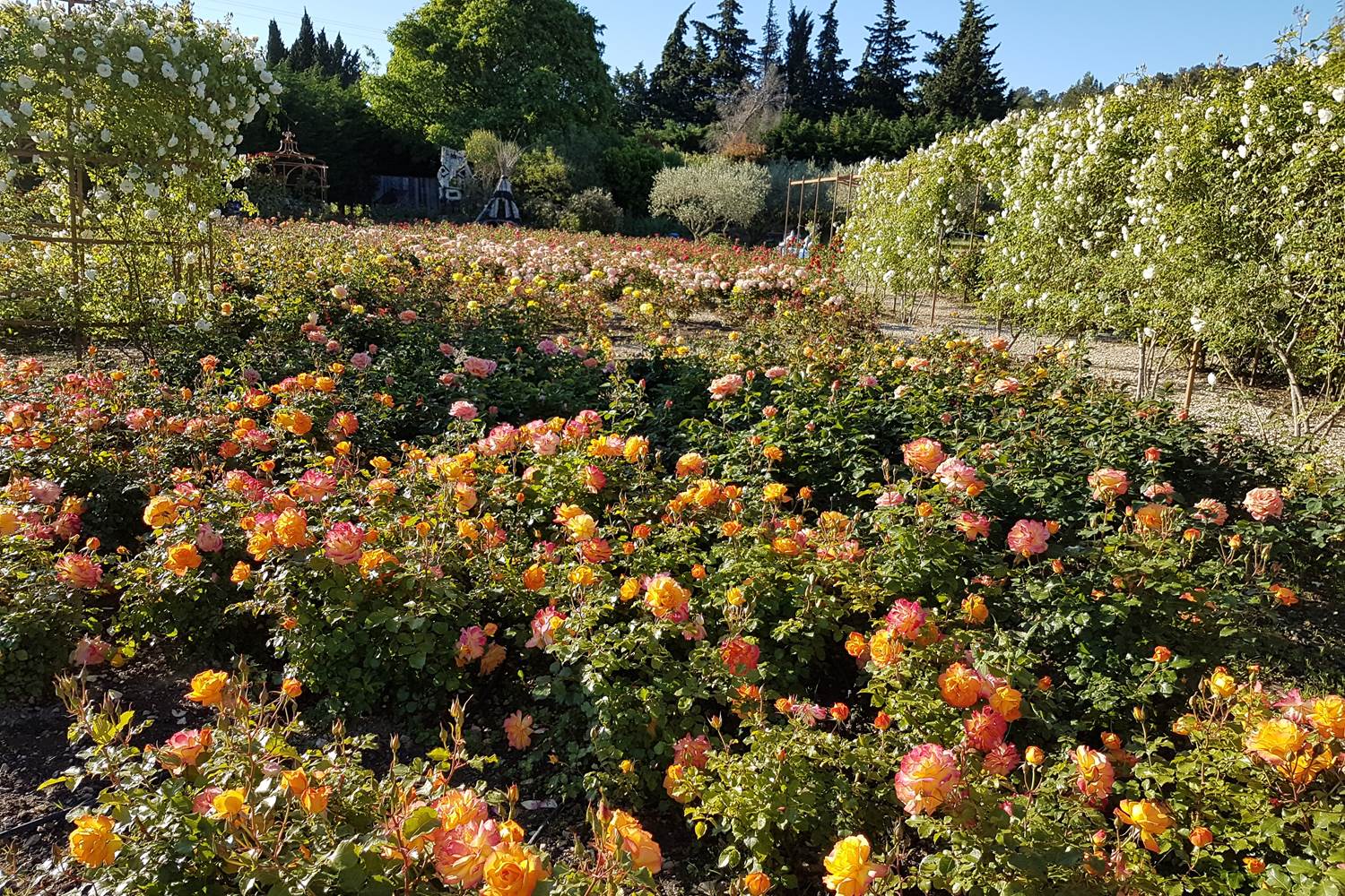 la roseraie ce matin 19 mai 5eme