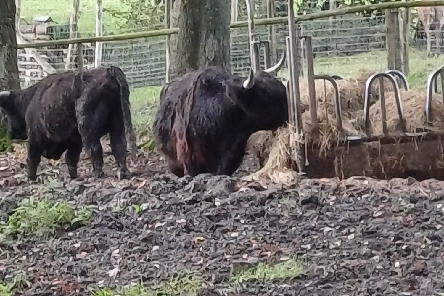 Parc Forestia - les bisons