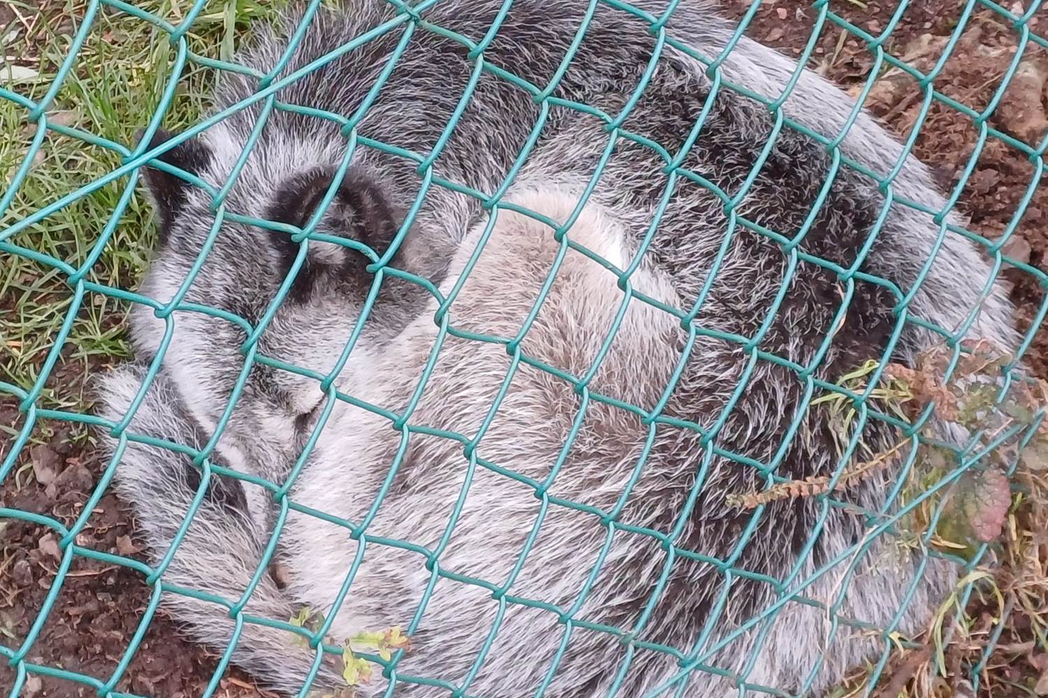 Parc Forestia - les loups