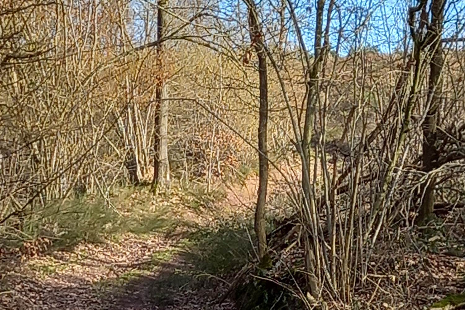 Petit chemin dans les bois