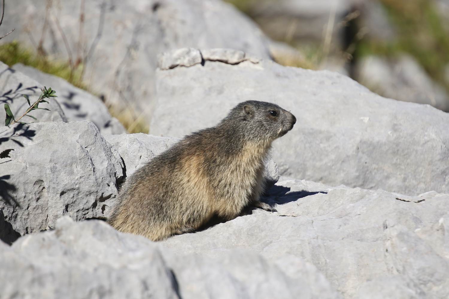 marmotte-à-la-pierre-st-martin