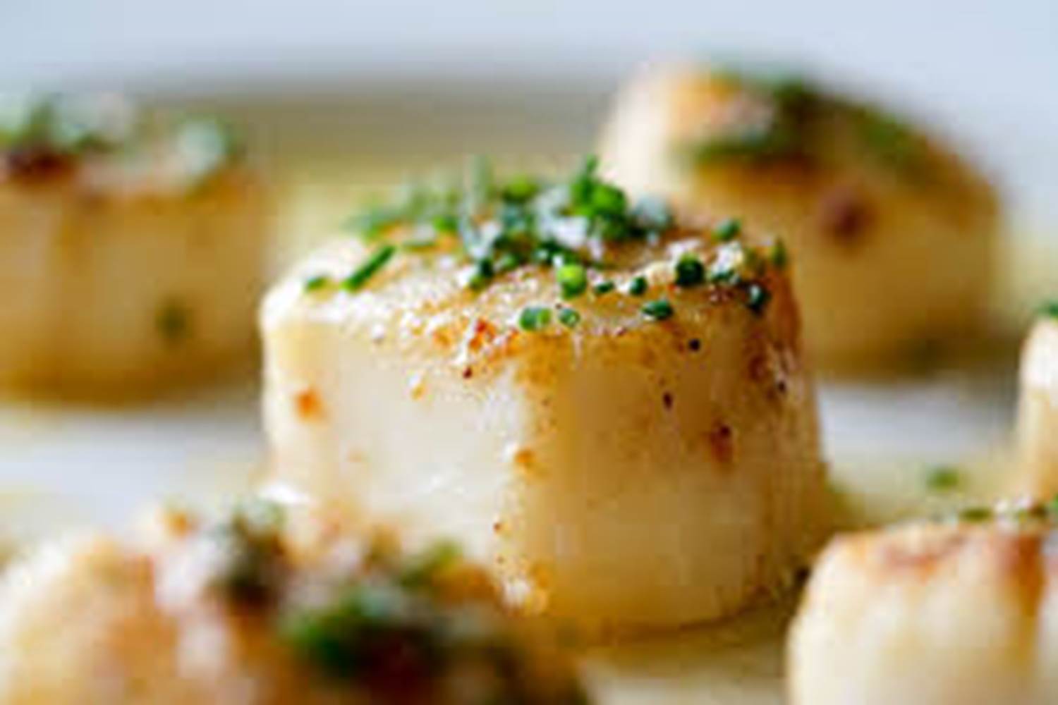 belles coquilles Saint Jacques