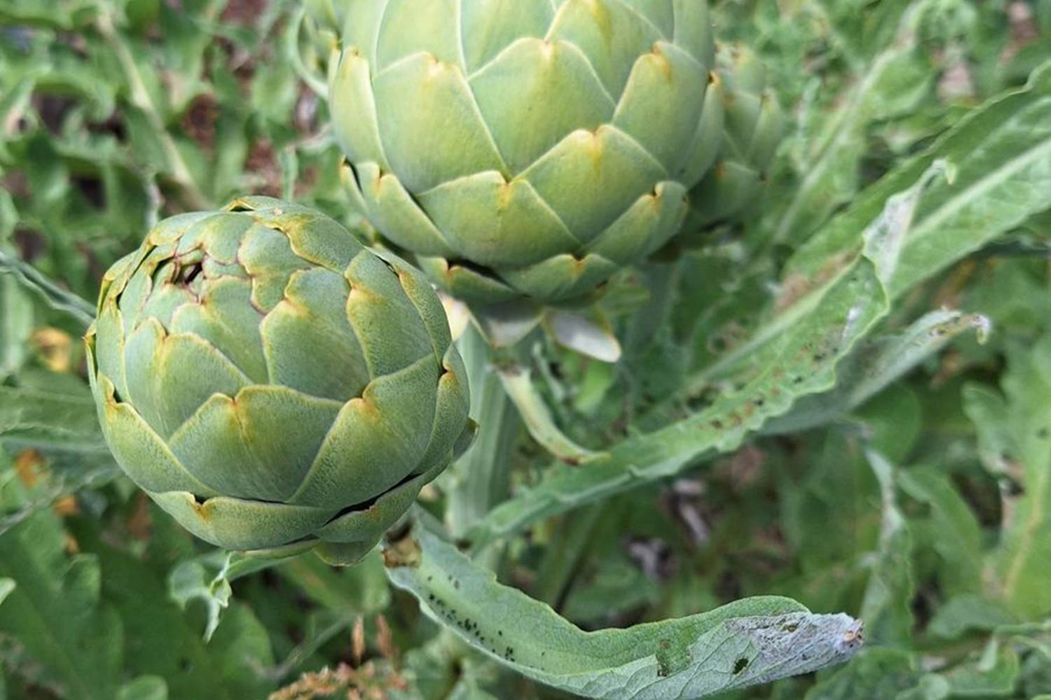 Verger et potager bio