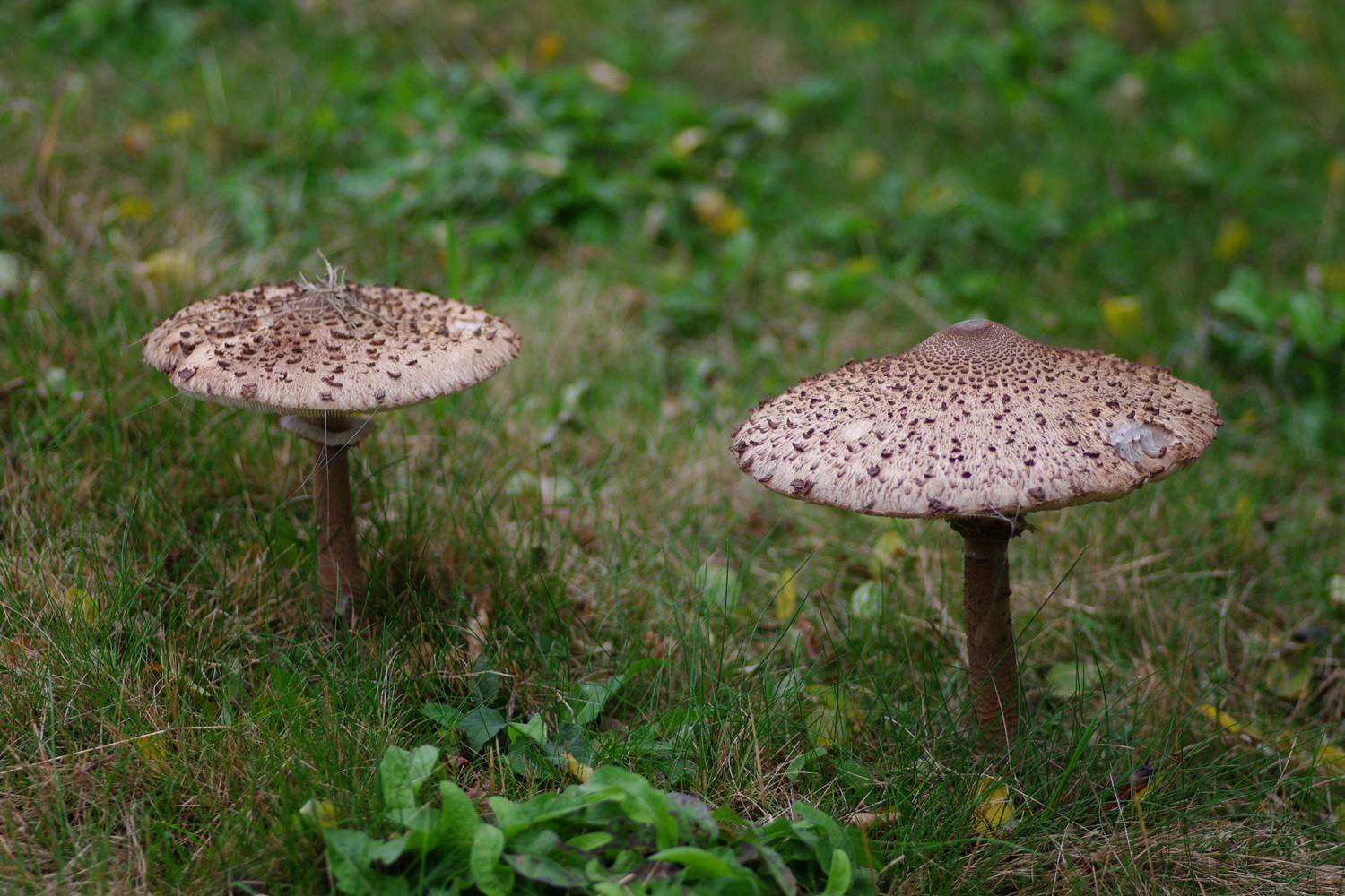 coulemelle sur place