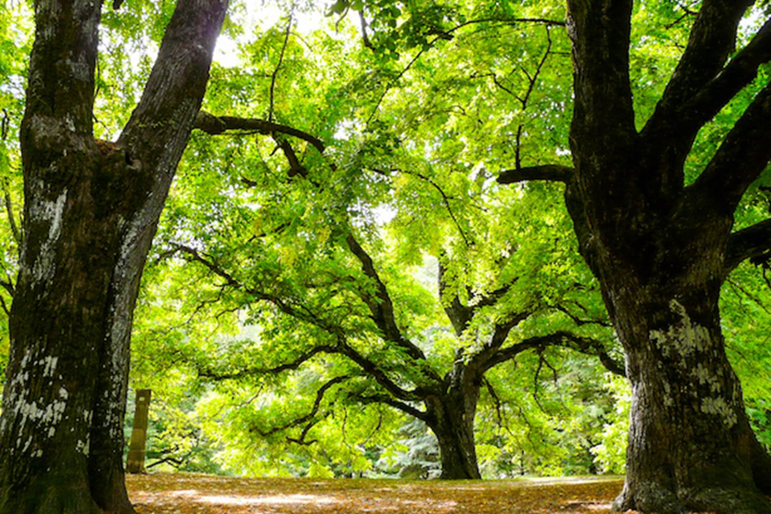 La foret vers Notre Dame de Lure