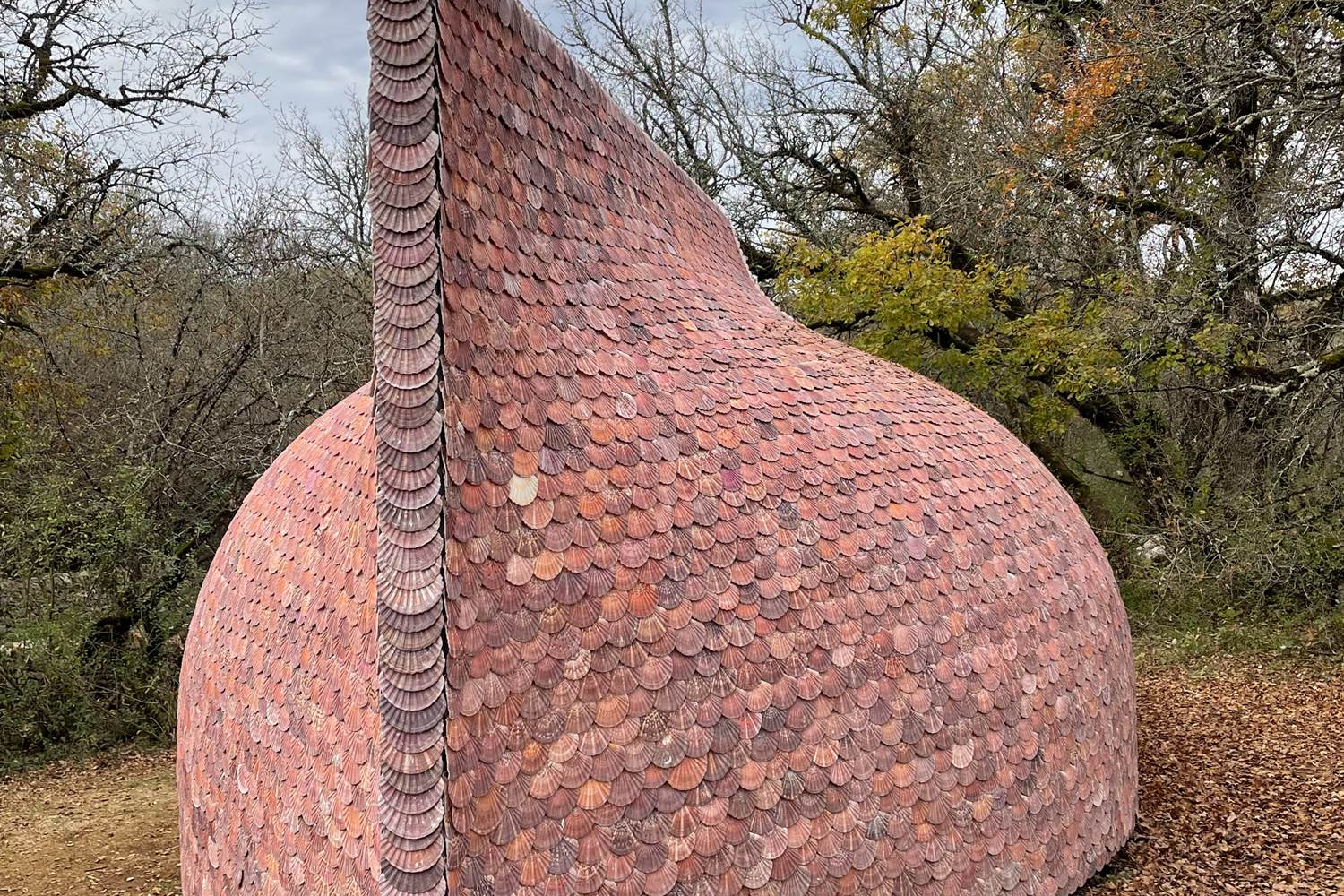 Pecten Maximus à Limogne