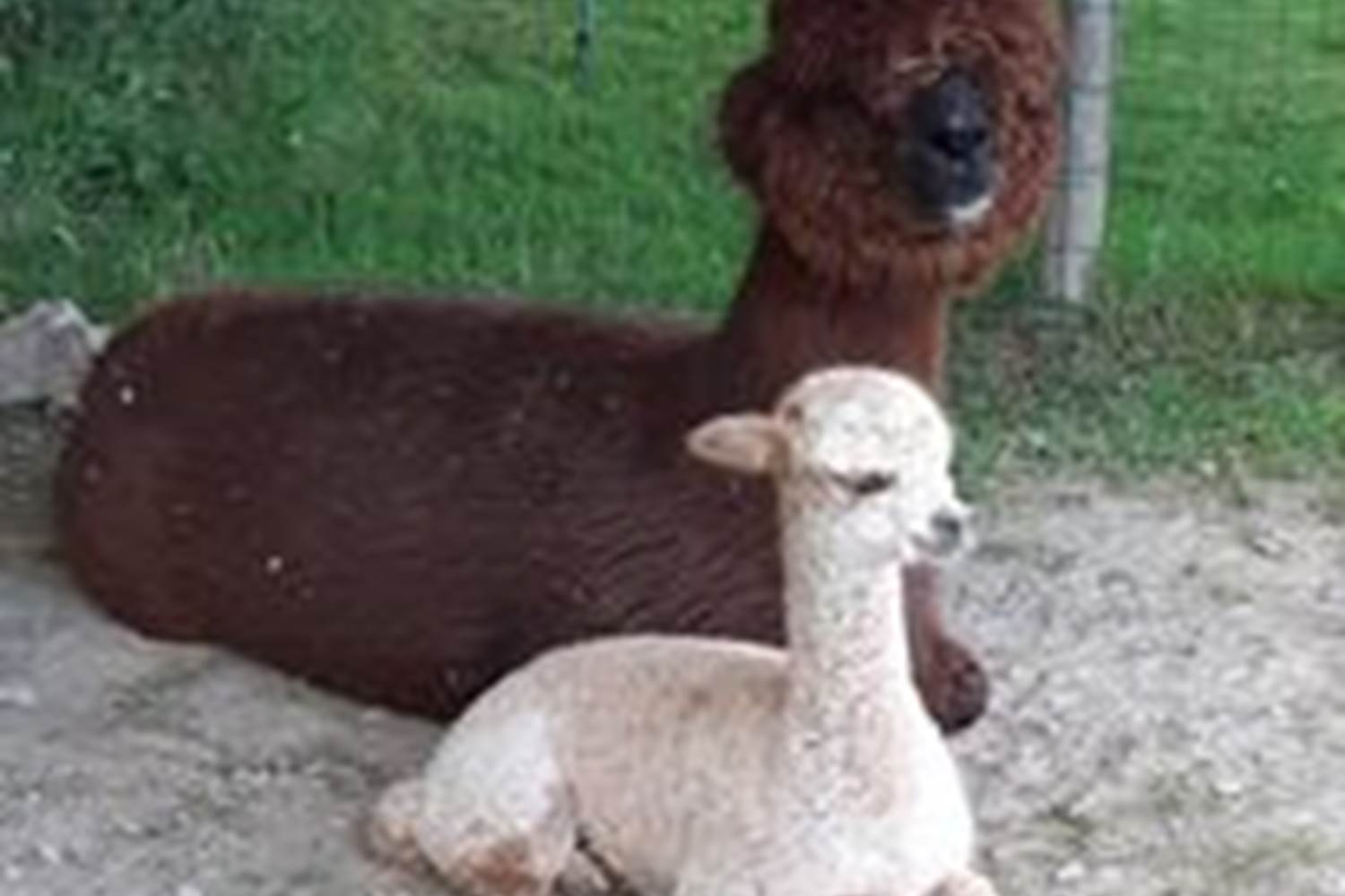 Repos près de ma maman