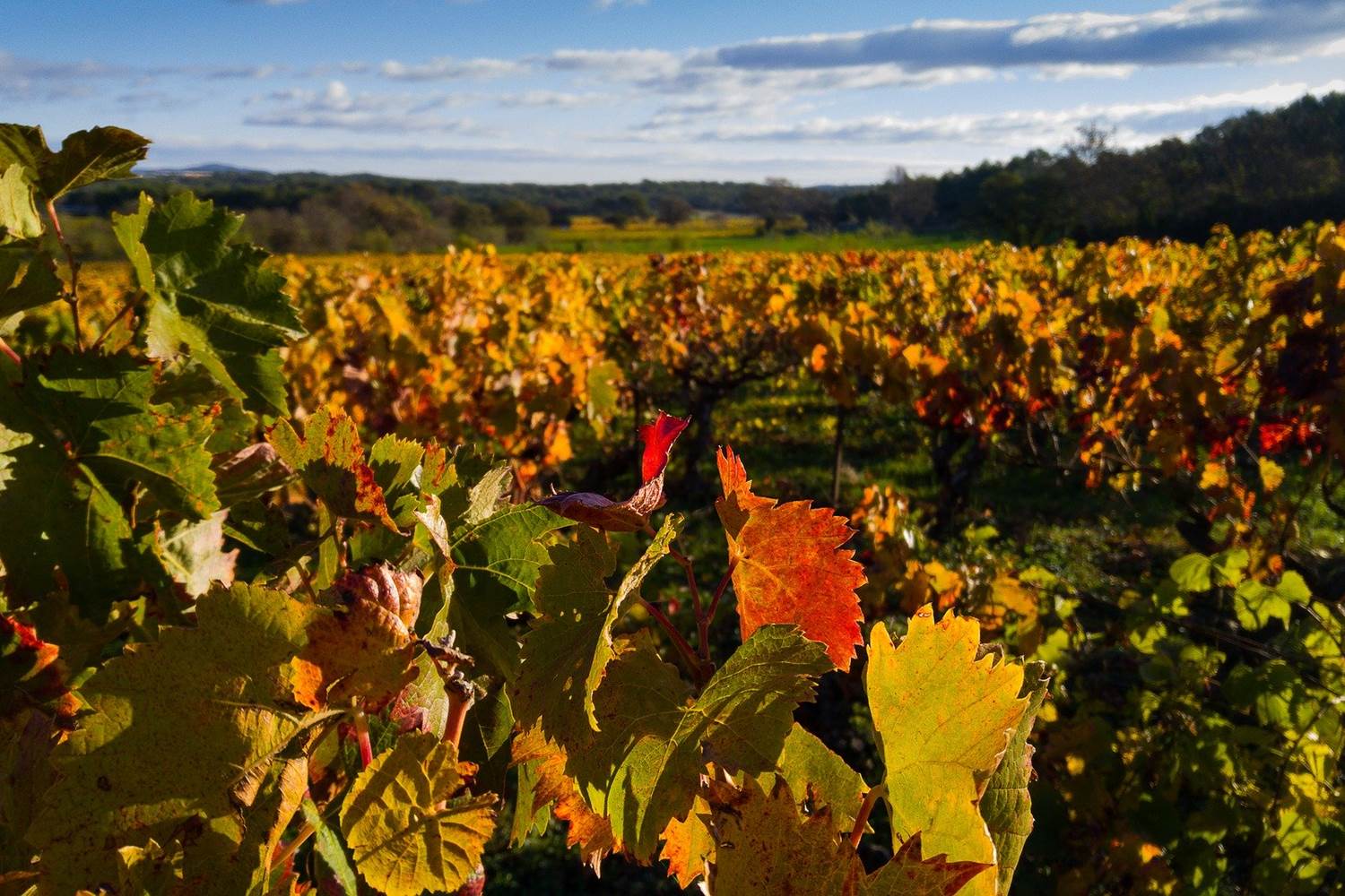 Vignes en habit d'automne Image par Jacqueline Macou